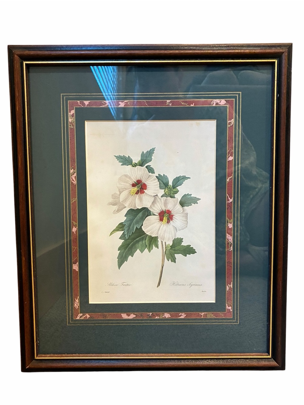 2 Framed Vintage Botanical Floral Prints Pierre-Joseph Redoute hibiscus & Amelia